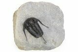 Cyphaspis Trilobite - Very Large For Species #252520-4